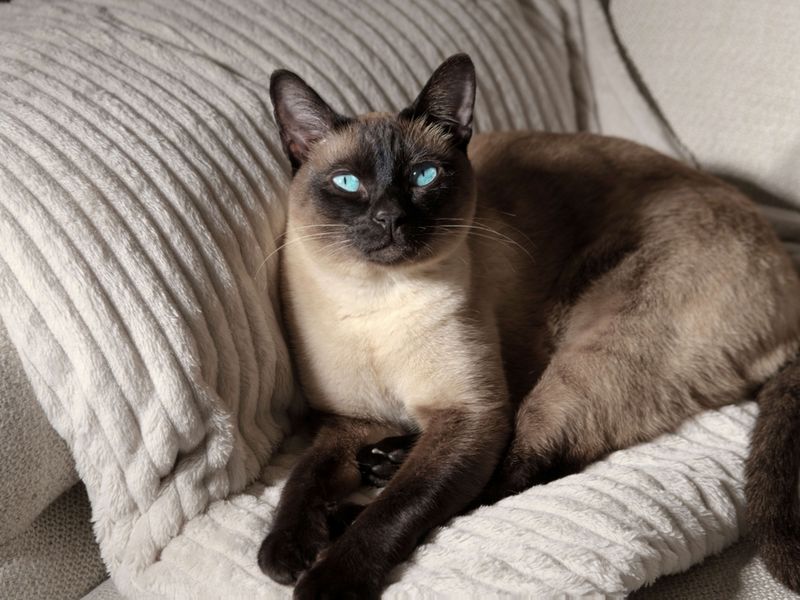 Siamese