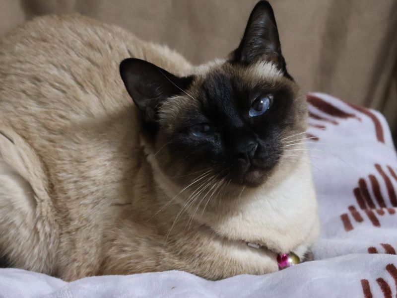Siamese