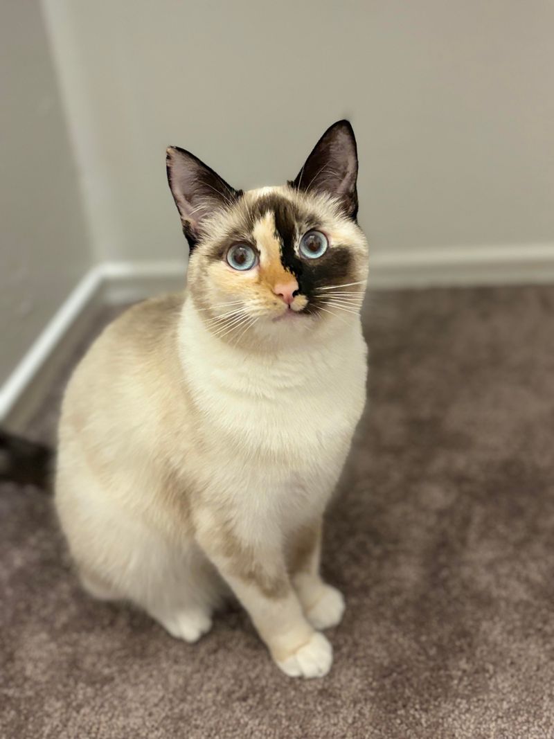 Siamese