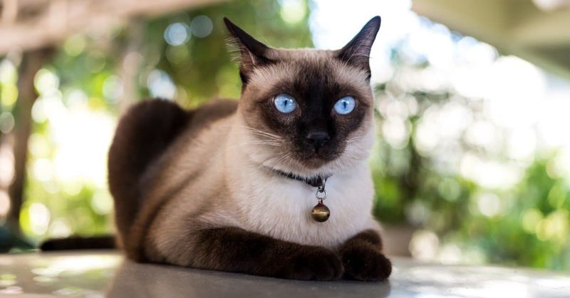 Siamese