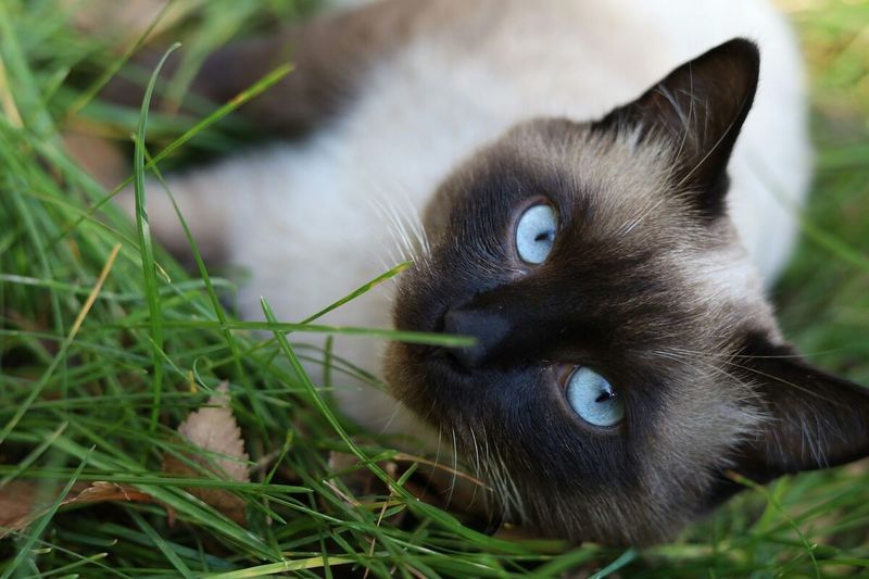 Siamese
