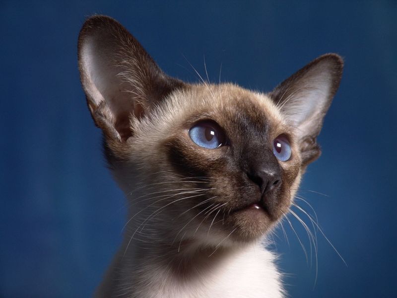 Siamese