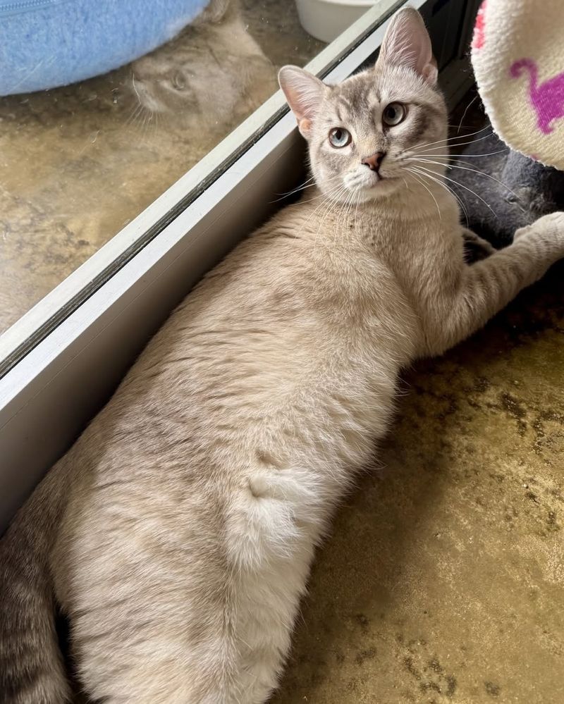 Siamese