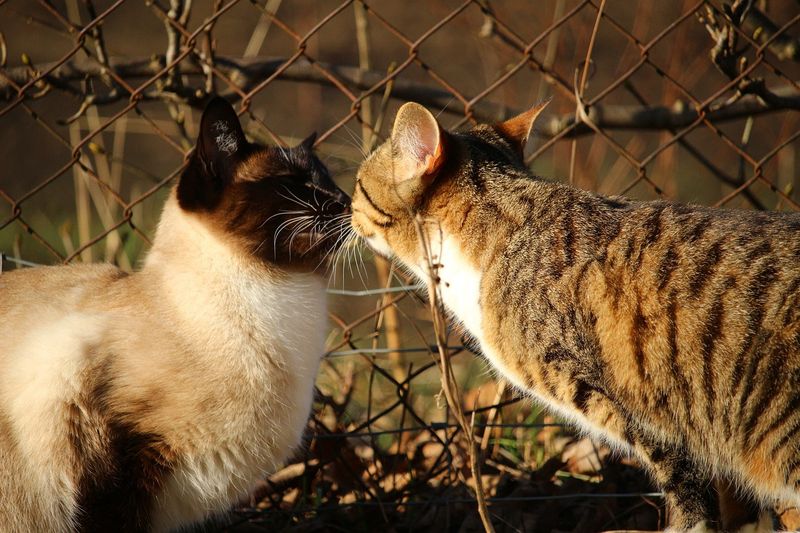 Siamese