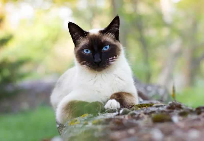 Siamese