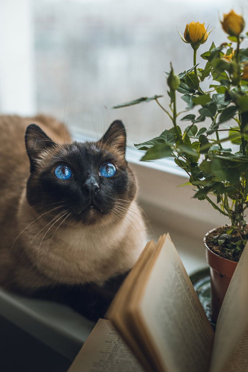 Siamese
