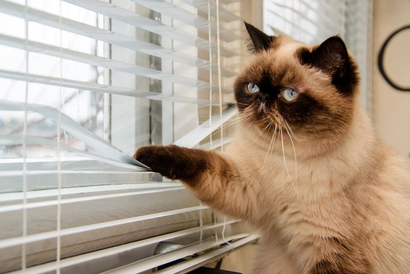 Siamese