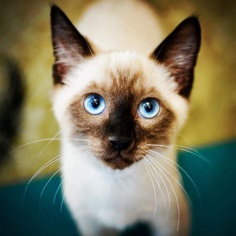 Siamese