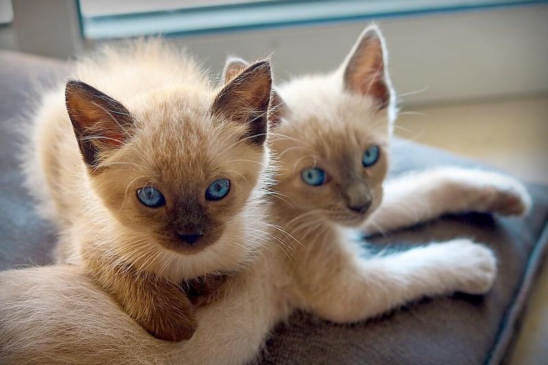 Siamese