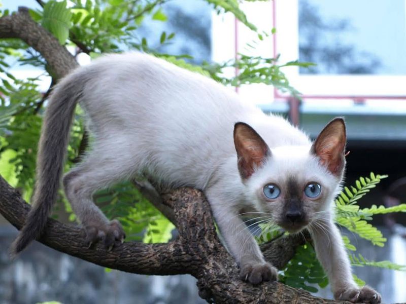 Siamese