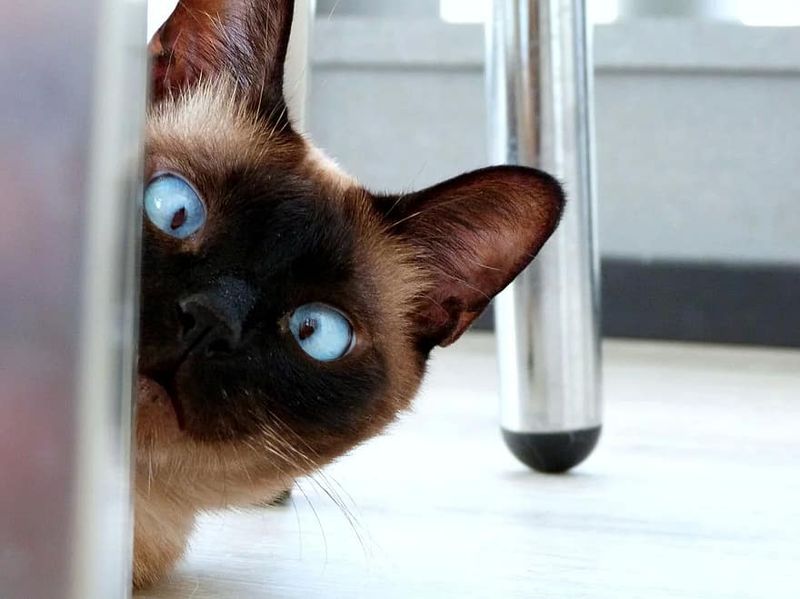 Siamese