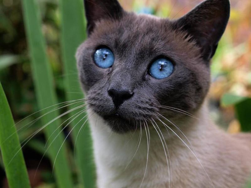 Siamese
