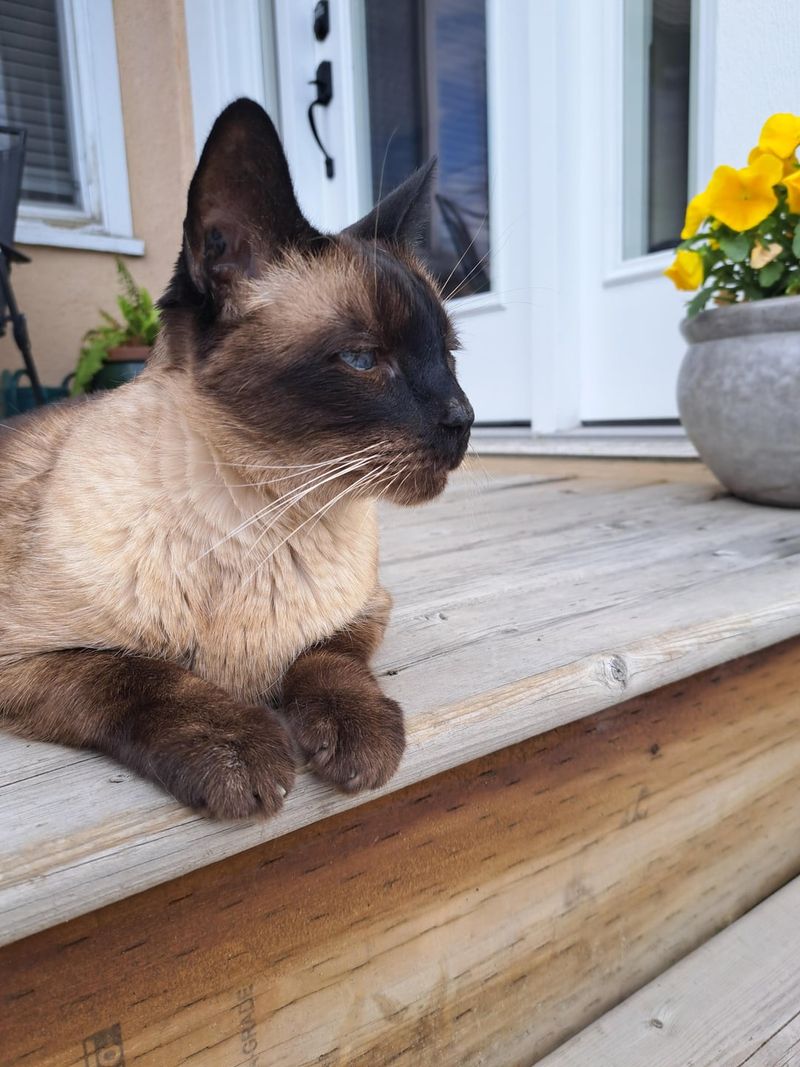 Siamese
