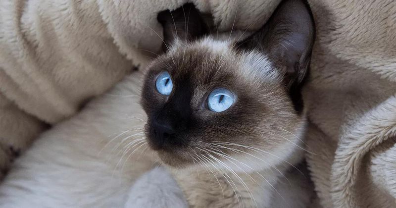 Siamese