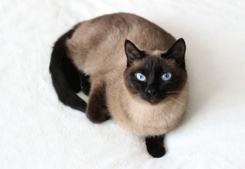 Siamese