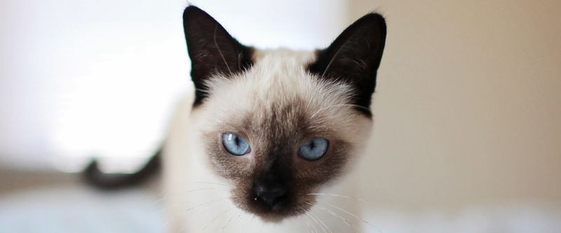 Siamese