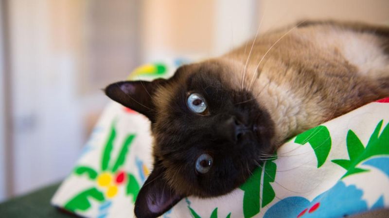 Siamese