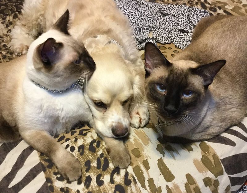 Siamese