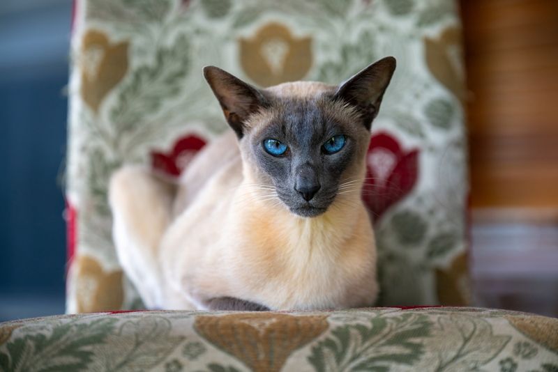 Siamese