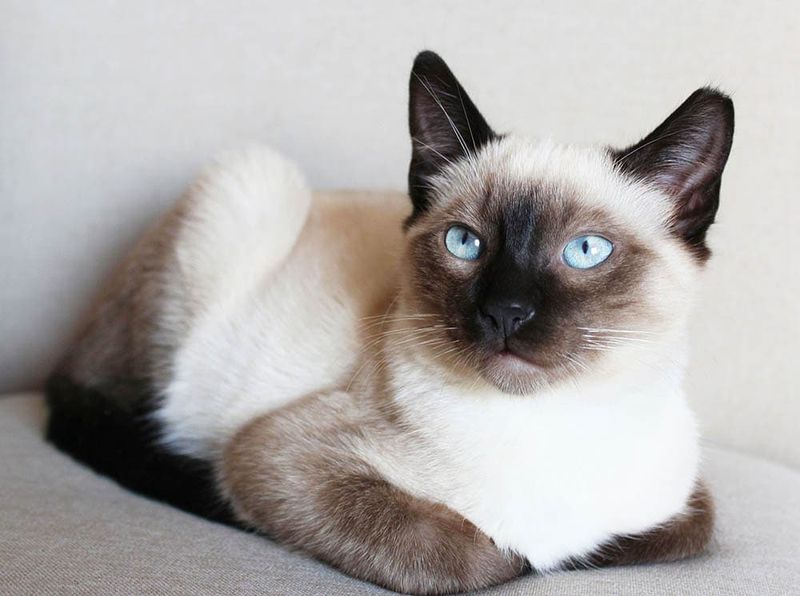 Siamese