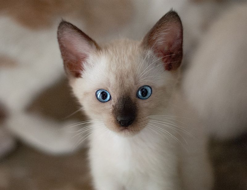 Siamese