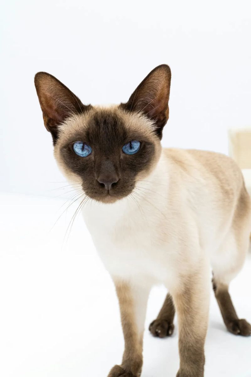 Siamese Cats