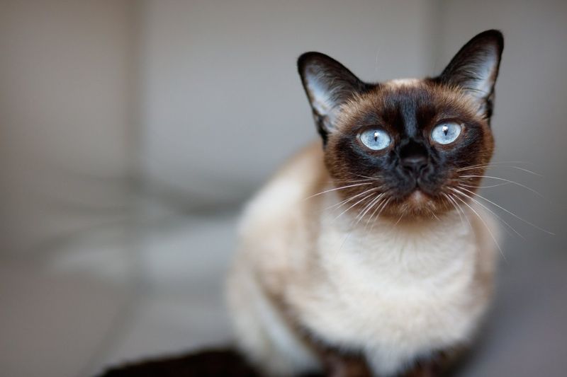Siamese Cats