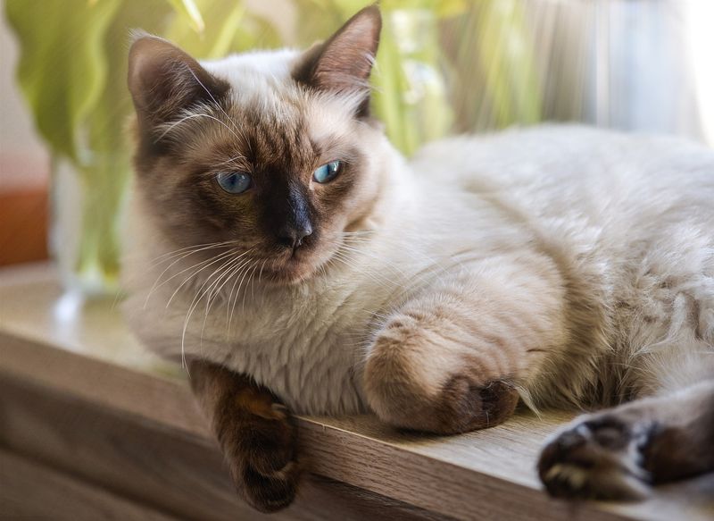 Siamese as Therapy Cats