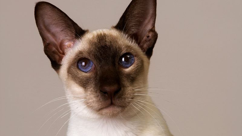 Siamese in Scientific Research