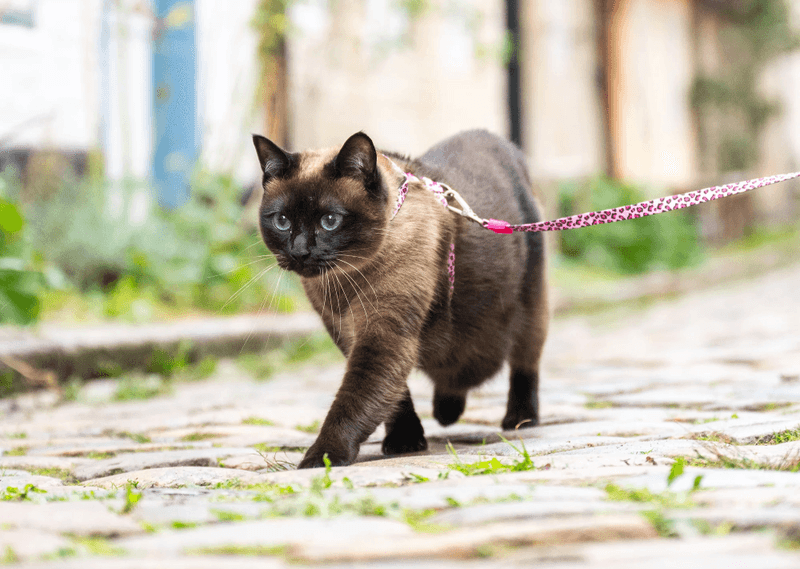 Siamese