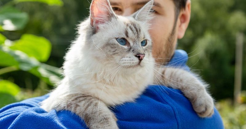 Siberian
