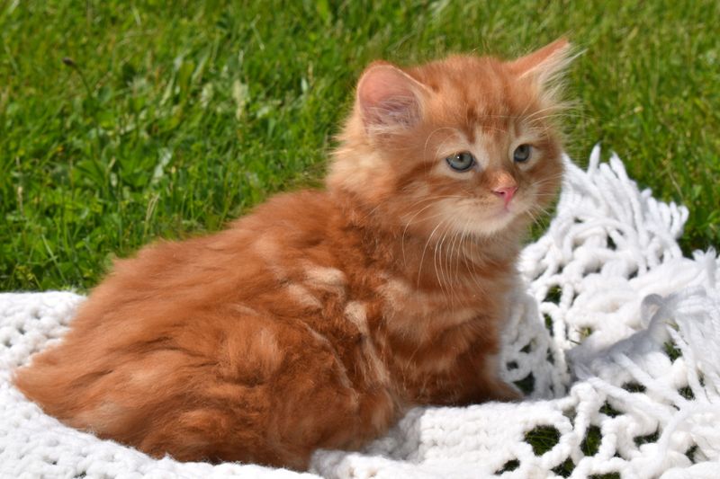 Siberian