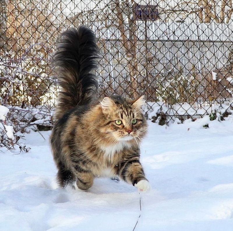 Siberian