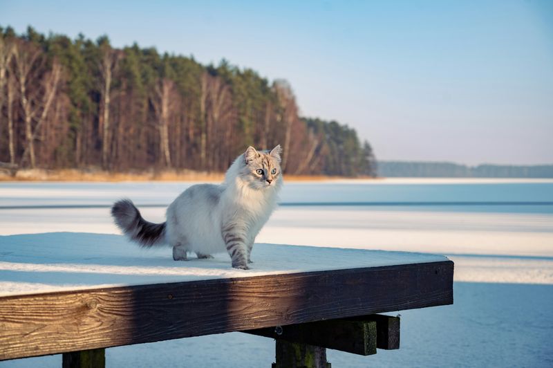 Siberian