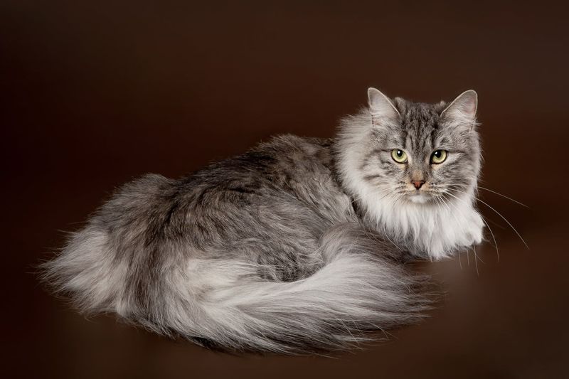 Siberian