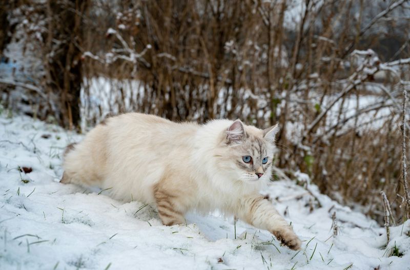 Siberian
