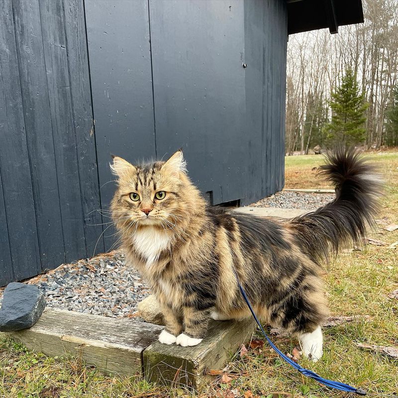 Siberian