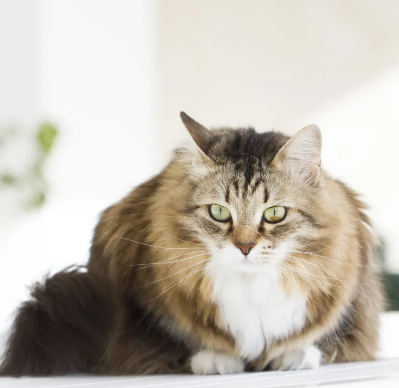 Siberian