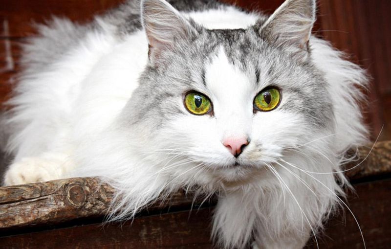 Siberian