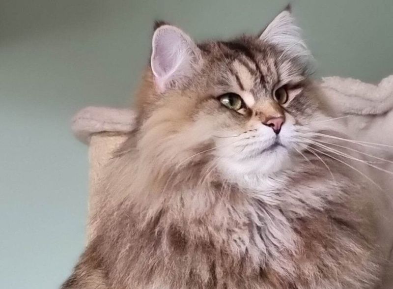 Siberian