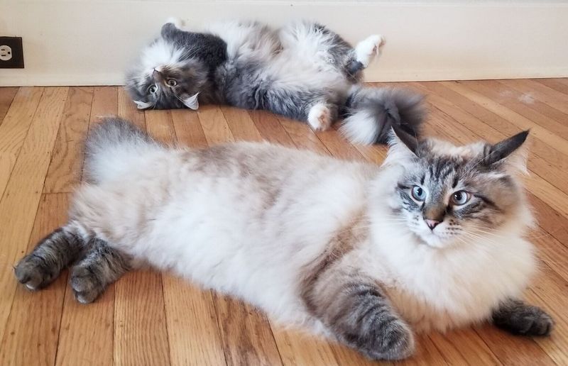 Siberian