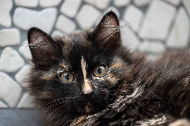 Siberian
