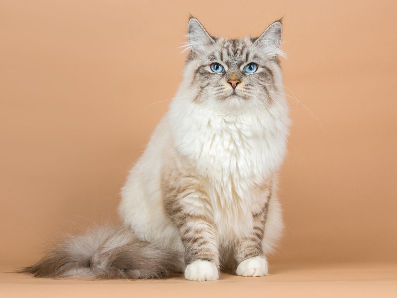 Siberian
