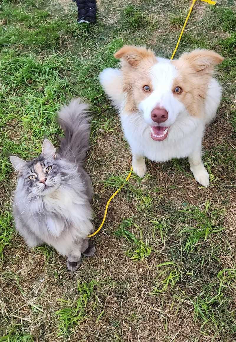 Siberian