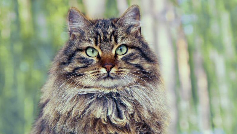 Siberian