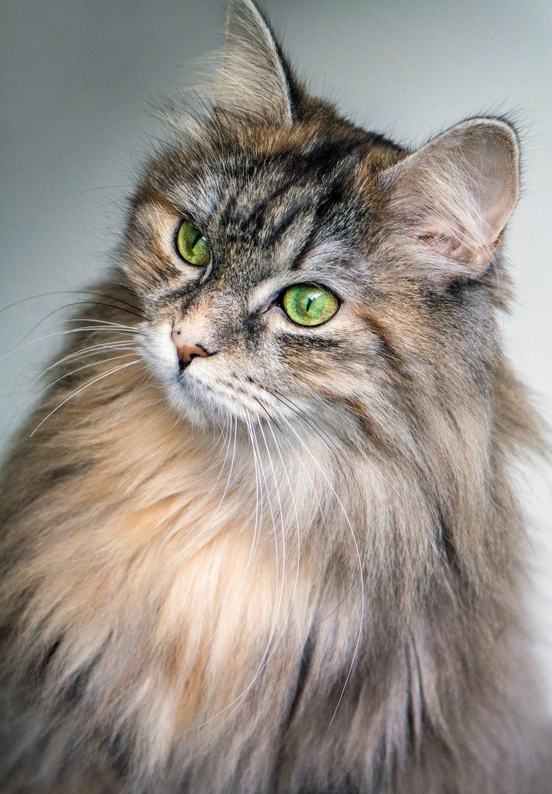 Siberian