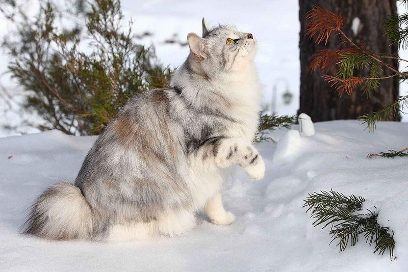 Siberian