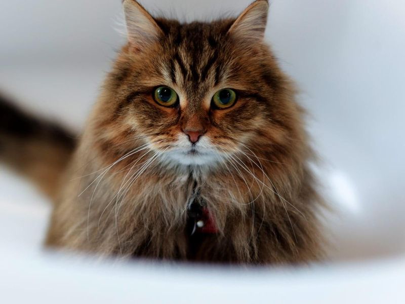 Siberian