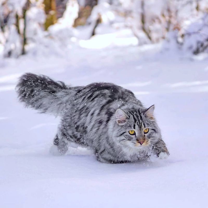 Siberian