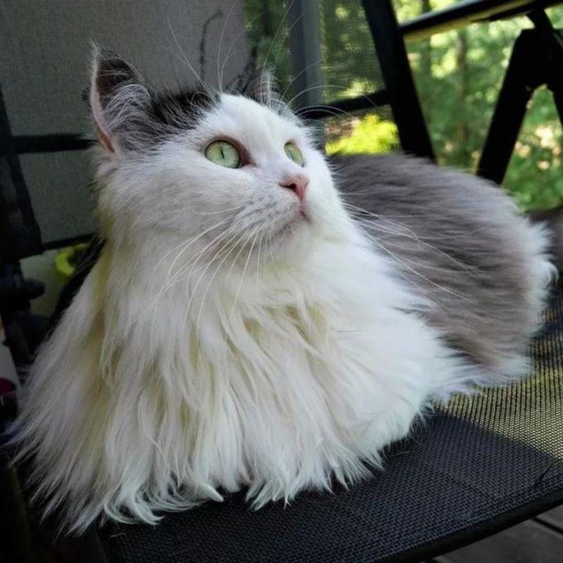 Siberian Cat
